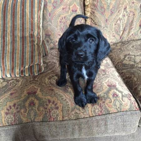 Beautiful  Cocker Spaniels (Kissmmee)