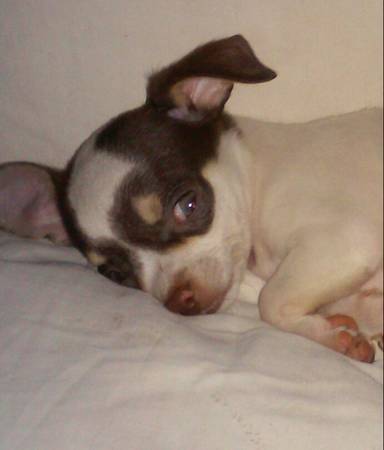 Beautiful female Chihuahua puppy (Oakwood)