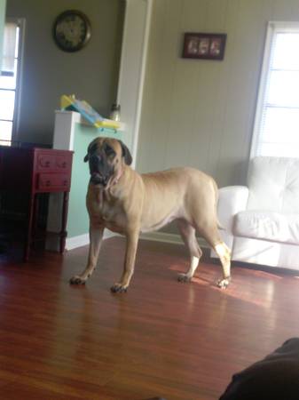 Beautiful Female English Mastiff (Harrington)