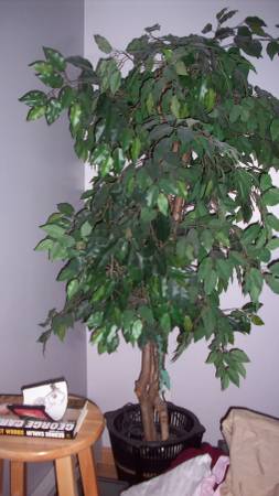 Beautiful Ficus tree Lower price