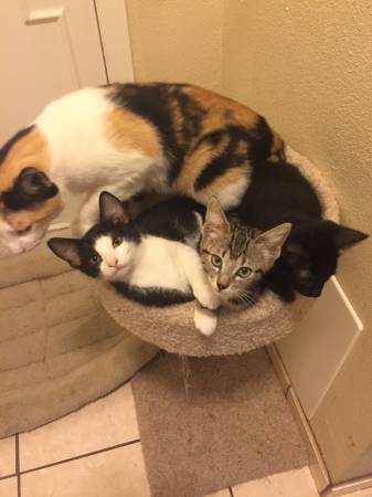 Beautiful Kittens Need Homes (San Fernando Valley)