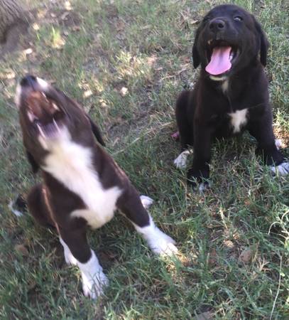 BEAUTIFUL LAB MIX PUPPIES