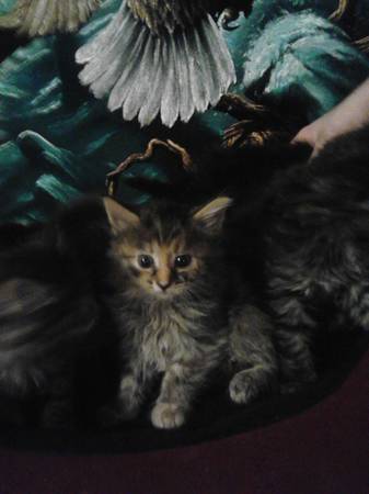 beautiful long and short haired kittens (erlanger)