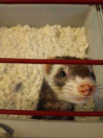 BEAUTIFUL LOVING FERRET