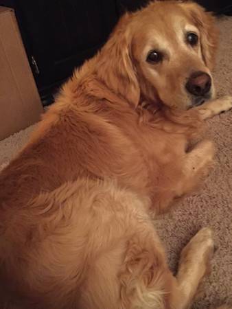 Beautiful Male Golden Retriever (West Boise)