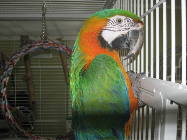 Beautiful Male Macaw Reduced (Columbia)