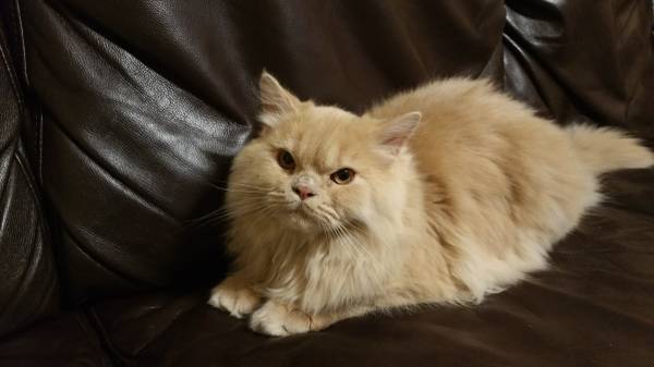 BEAUTIFUL MALE PERSAIN  RAGDOLL CATS (LYNBROOK)