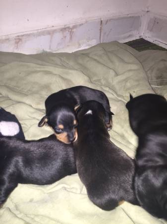 Beautiful males chiweenies puppies