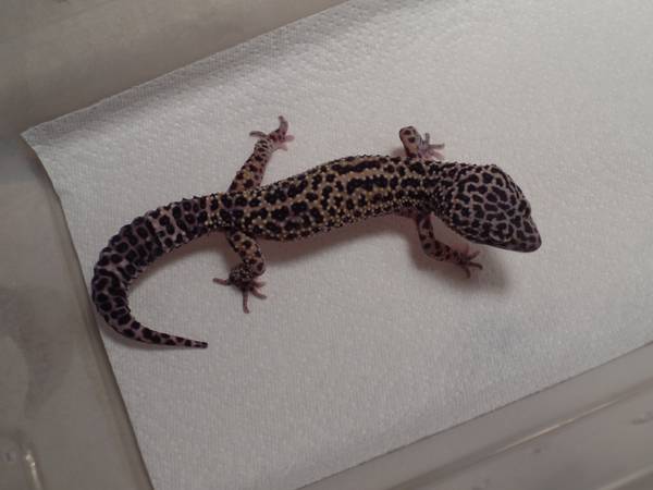 beautiful pet only leopard geckos (olympia)