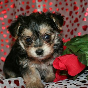 beautiful puppies (west valle)