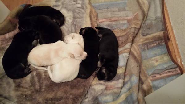 Beautiful Pure Breed German Shepherd puppies blktan and solid white (Springtown tx)