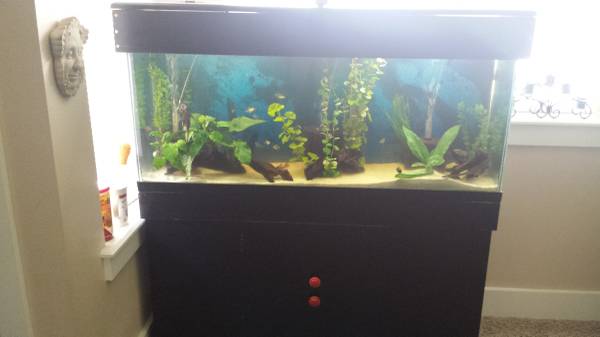 Beautiful ready to go 55 gallon aquarium