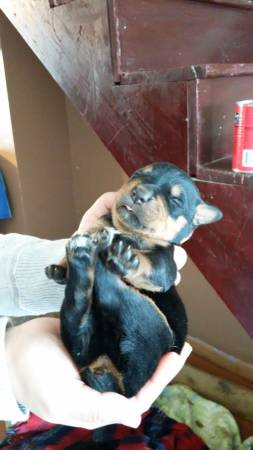 beautiful Rottweiler puppies (dundalk)