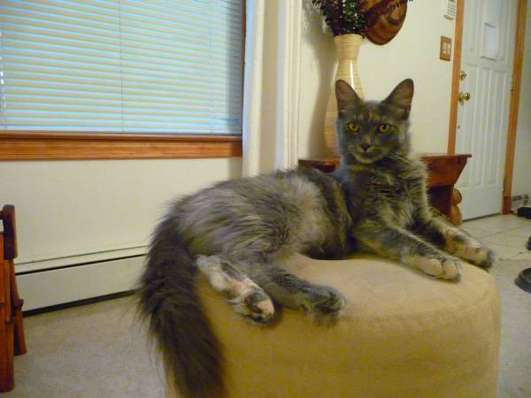 Beautiful Ruby medium haired dilute tortie cat (Queensbury NY)