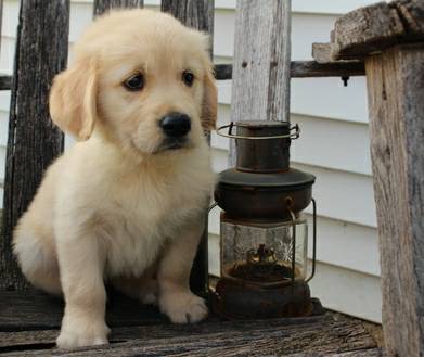 Beautiful sweet Golden Retriever .. to good home (Durham)