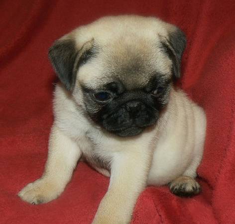 Beautiful sweet pug to good home...