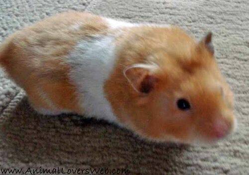 Beautiful syrian Hamster needs a home (cambridge)