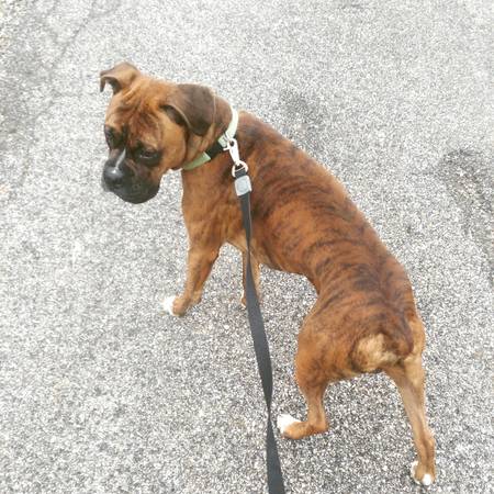 beautiful tiger brindle boxer (Kansas city)