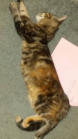 beautiful tortie female (lakewood)