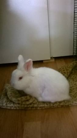 Beautiful white bunny (Rolling Meadows)