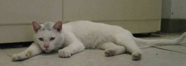 Beautiful White Cat in the Pound (Mitchell SD)