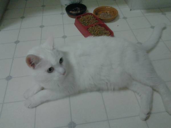 Beautiful white male cat