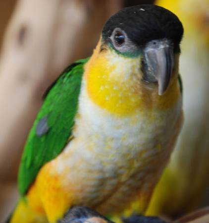 Beautiful young female caique w cage (Parma)