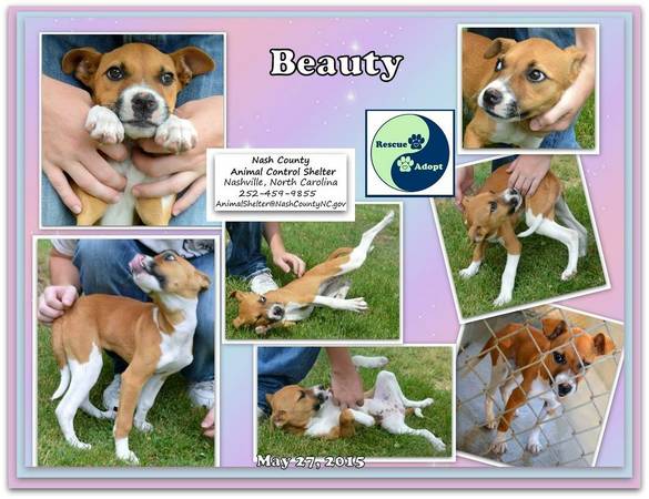 Beauty Avail to Adopt (Nashville, NC)