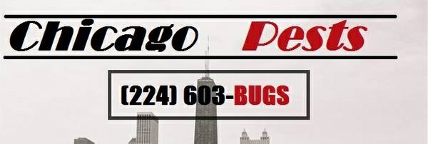 Bedbugs No Problem Gives Us A Call (Chicago)