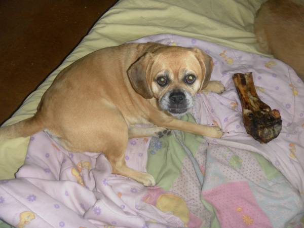 Bella Female Puggle Dog up for adoption (Gilbert, Guadalupe)