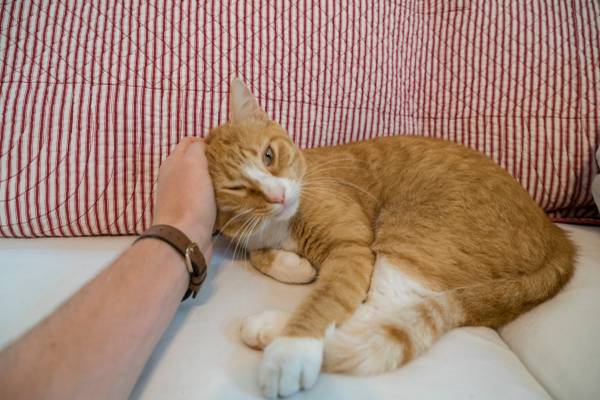 Beloved Family Cat Looking For New Home (Fayetteville)
