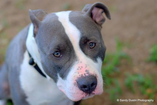 BELOVED GRAY AND WHITE PIT BULL MISSING FROM PITTSFIELD NH (Pittsfield NH)