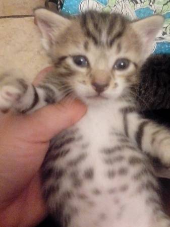 Bengal mix kittens (broadview Estates)