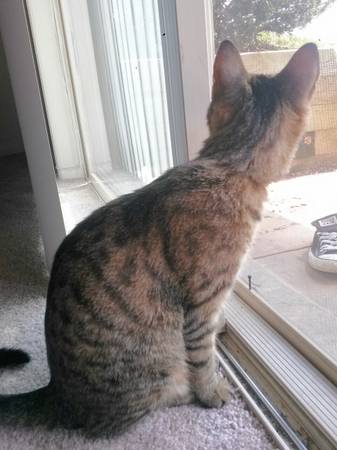 Bengal Mixed With Tabby (Pikesville)