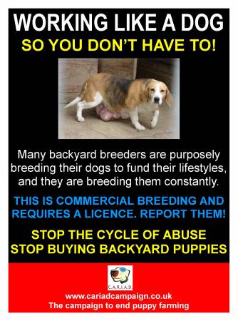 BEWARE OF SCAMMERS, BACKYARD BREEDERS AND HIGH REHOMING FEE