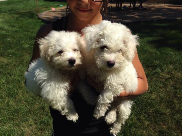 bichon frise puppies 9 weeks old (chesterfield)