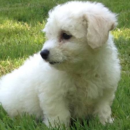 bichon frise puppies 9 weeks old (chesterfield)