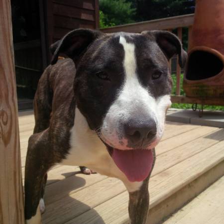 Big, Beautiful, Easy Boy LOVES Female Dogs To Play With (Philly Suburbs)