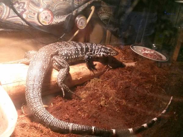 Big tame tegu (taylor)