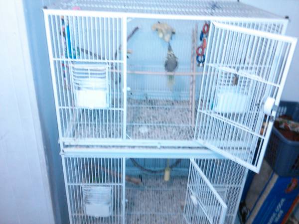 Bird cages(dual) for sale and a Jenday Conure Parrot and Cockatail.,