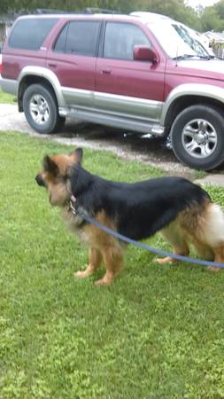 black and red long hair german shepherd (fortworth)