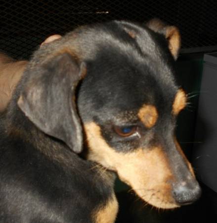 black and tan Minpin (Weiser Pound)