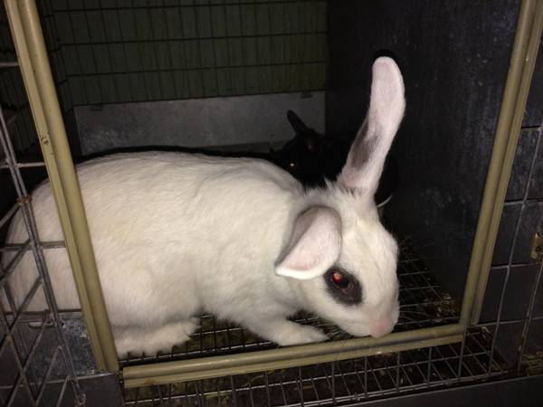 Black and White Doe Rabbit Bunny (Deer Valley)