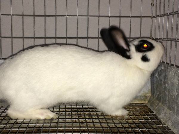 Black and White Polish Doe Rabbit Bunny (Deer Valley)