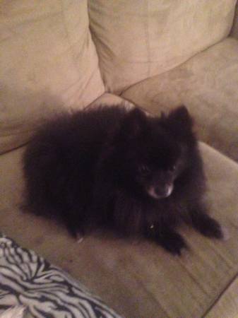 Black and white Pomeranian