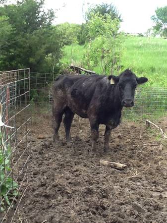 Black angus cow for sale