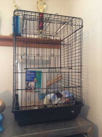 Black bird cage REDUCED (BethanyNWOKC)