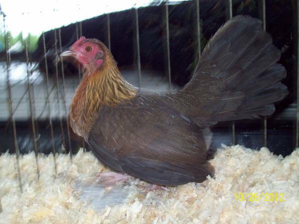 Black Breasted Red Old English Game Chicken show trios or quad poultry