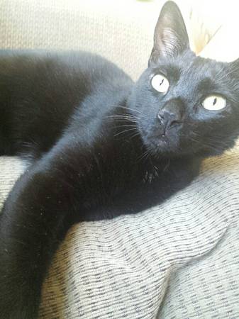 Baby black kitten needs a home (Haleiwa)