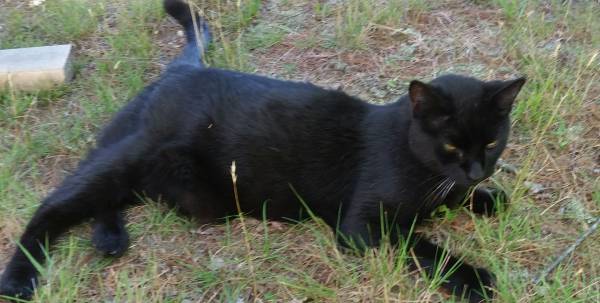 Black cat (Taylor Pond Auburn)